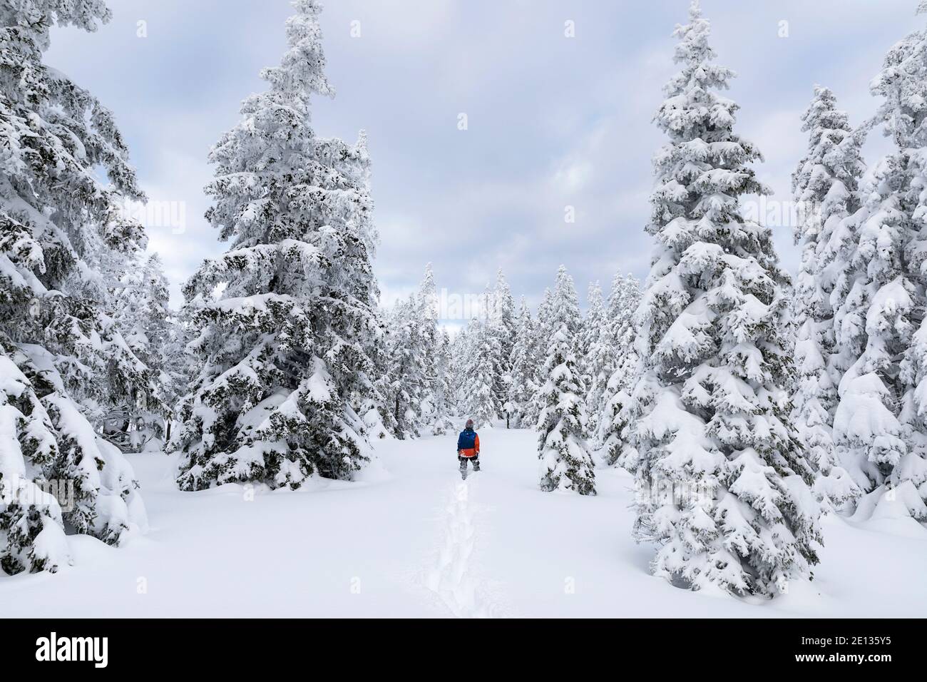 vista di un ragazzo escursioni in un paesaggio innevato, tra pini Foto Stock