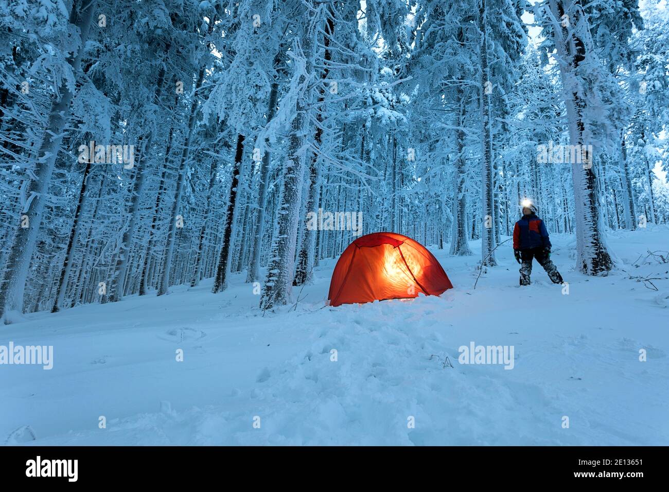 Tenda illuminata campo selvaggio al crepuscolo nella foresta, alberi coperti di neve Foto Stock