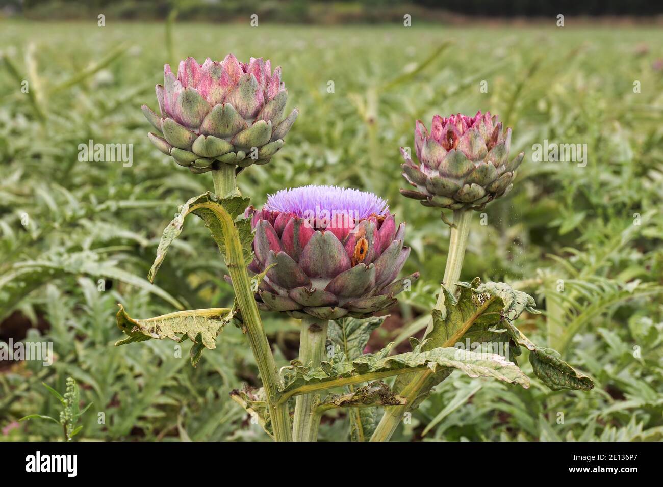 Carciofi che crescono in un campo, Bretagna, Francia Foto Stock