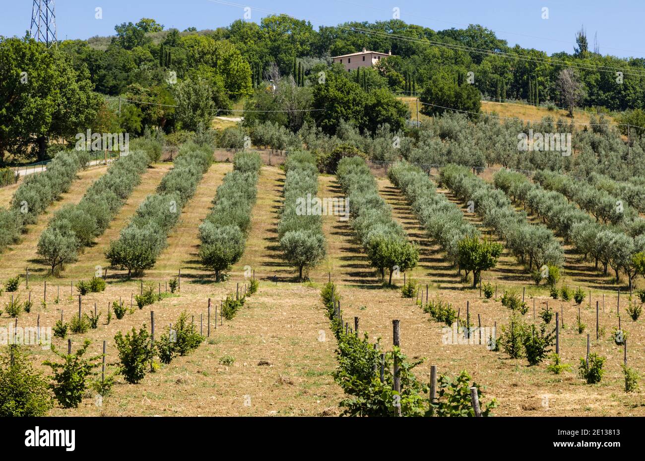 Oliveti vicino Spello, Umbria, Italia Foto Stock
