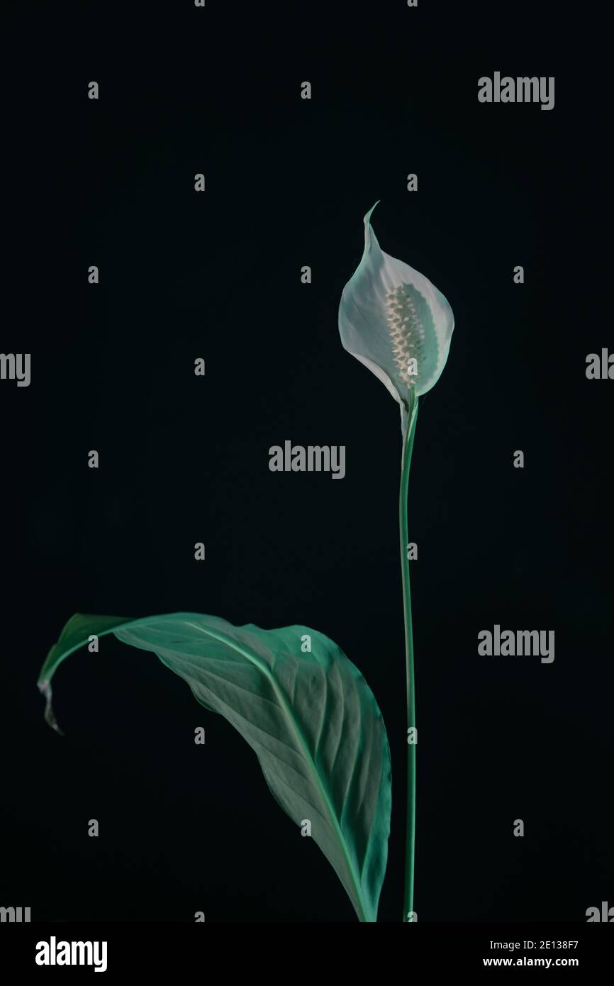 Fiore bianco di perla di Spathiphyllum isolato su un motivo nero di sfondo per il disegno. Foto Stock