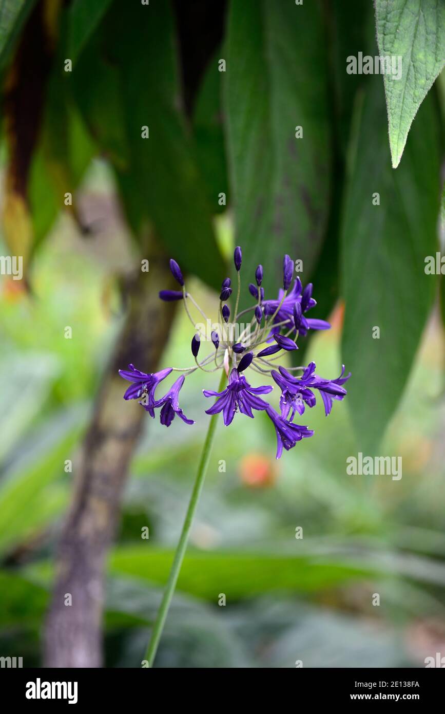 agapanthus, fiori blu navy, echio, schema di piantagione mista, combinazione, giardino, RM Floral Foto Stock