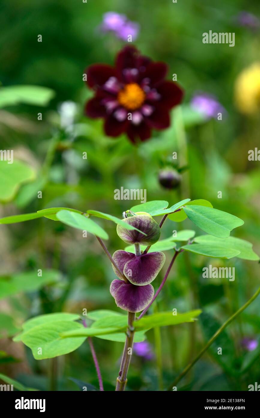 Amicia zygomeris, foglie verdi, fogliame, amicia lievitata con giogo, stiluli dalle venature viola, foglie a forma di cuore, pianta esotica, insolito, giardino, giardini, dahlia notte b Foto Stock
