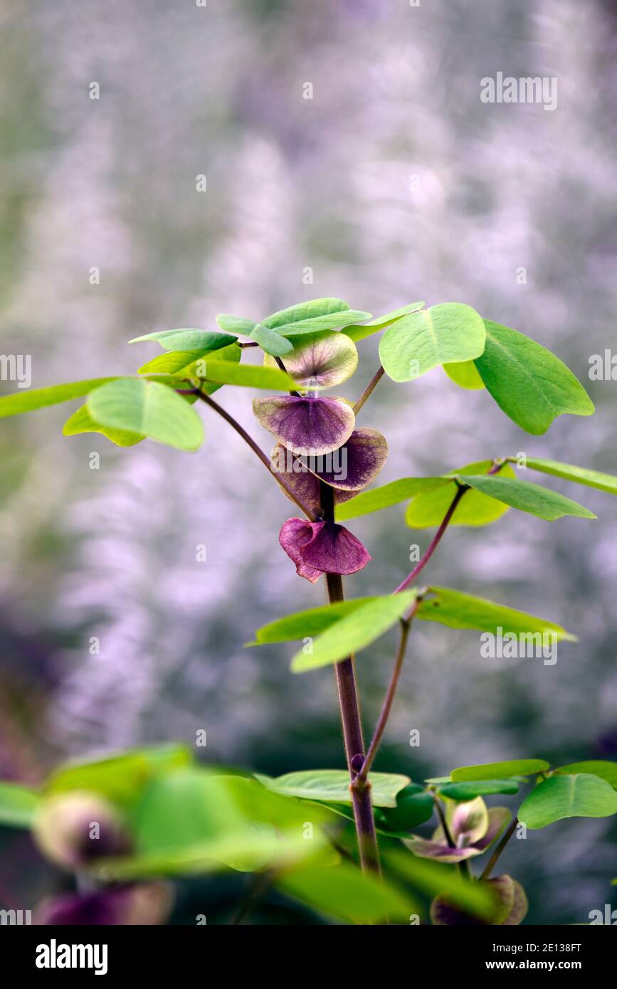 Pianta dalle foglie viola immagini e fotografie stock ad alta risoluzione -  Alamy