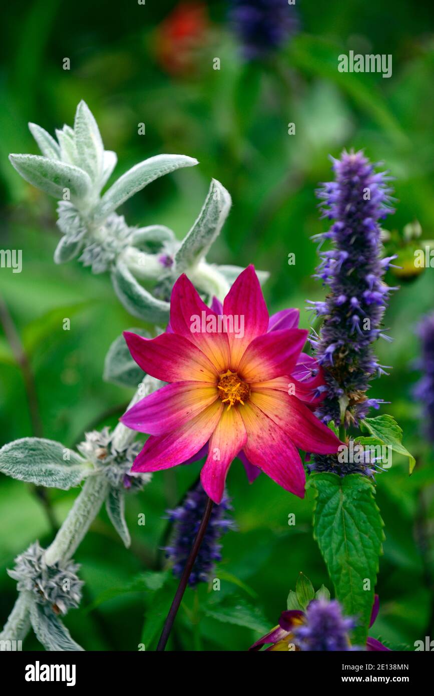 Dahlia occhi luminosi, viola rosa giallo dahlias, agastache sommatore nero, Stachys Bisantina, orecchio di agnello, misto schema di piantatura, combinazioni di piante, fiore, fiore Foto Stock
