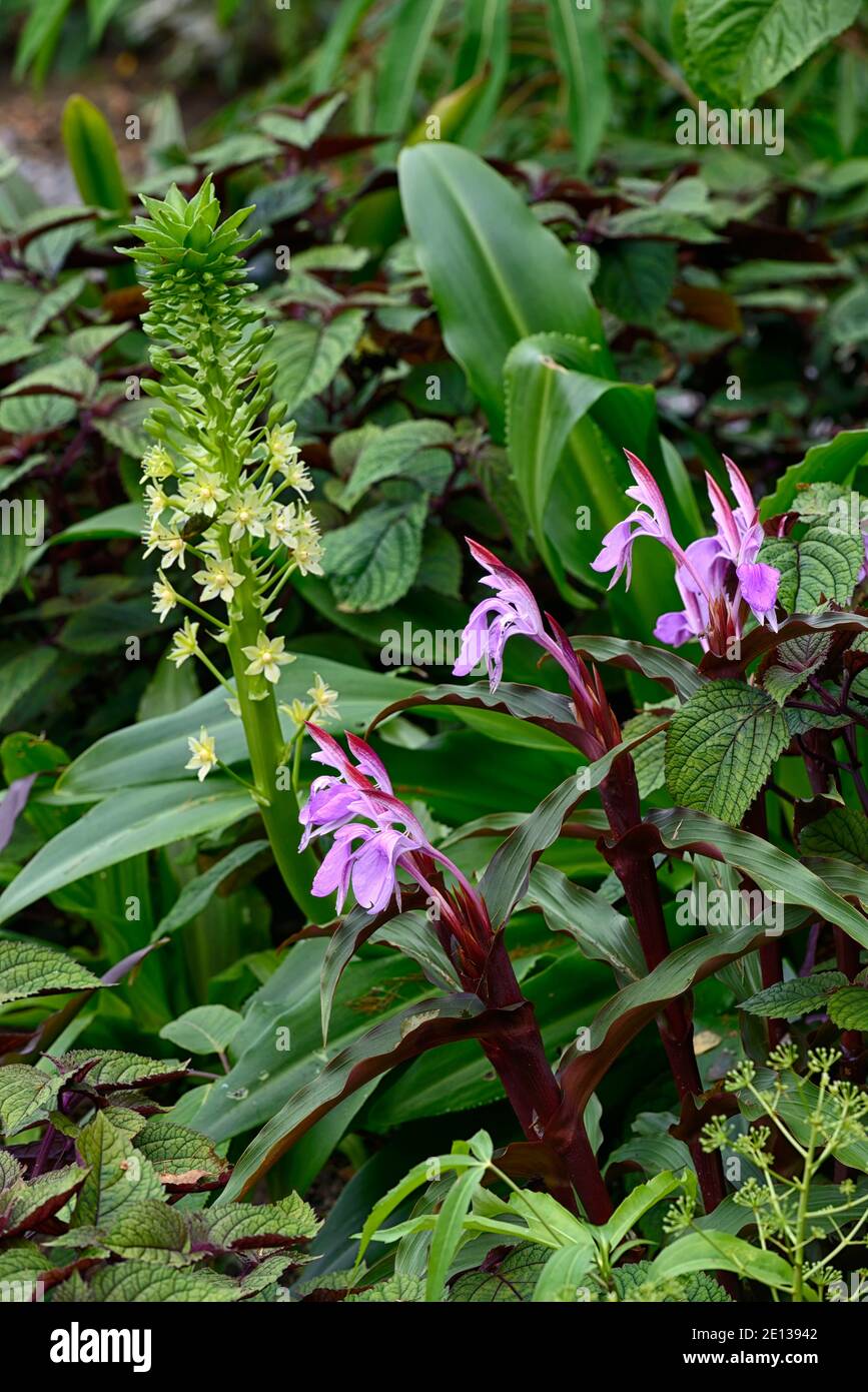 Eucomis pallidiflora ssp pole-evansii,Giglio di ananas gigante,rosocea purpurea isola spezie,fiori lilla,viola fiori, fiori di orchidea, fiori Foto Stock