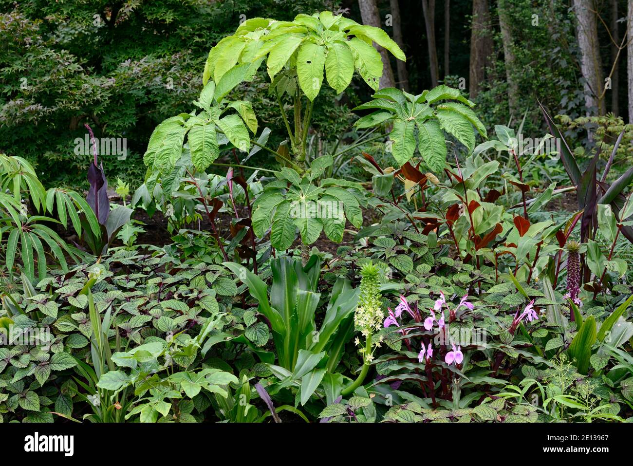 Eucomis pallidiflora ssp pole-evansii,Giglio di ananas gigante,BRASSAIOPSIS CILIATA,rosocea purpurpurea spice Island,lilla fiori, fiore viola, orchidea showy Foto Stock