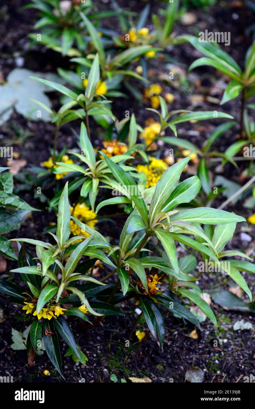 Lysimachia paridiformis var stenophylla,fiori gialli,fioritura,sempreverdi,ombra amorevole,ombreggiato,giardino boschivo,RM Floral Foto Stock