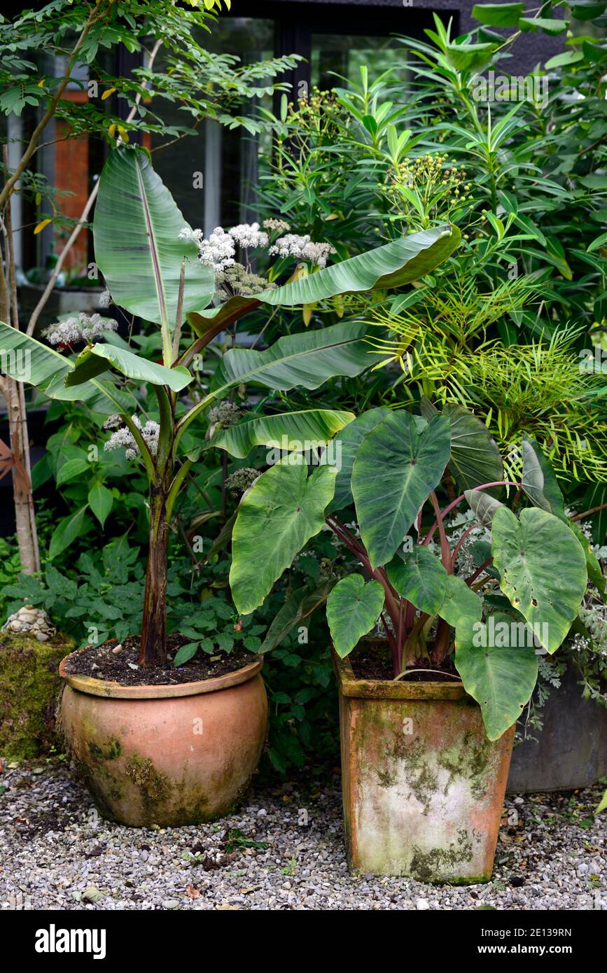 Musa, Banana, colocasia, foglie, fogliame, piante drammatiche, giardino esotico, giardini, piantagione tropicale, combinazione, RM floreale Foto Stock