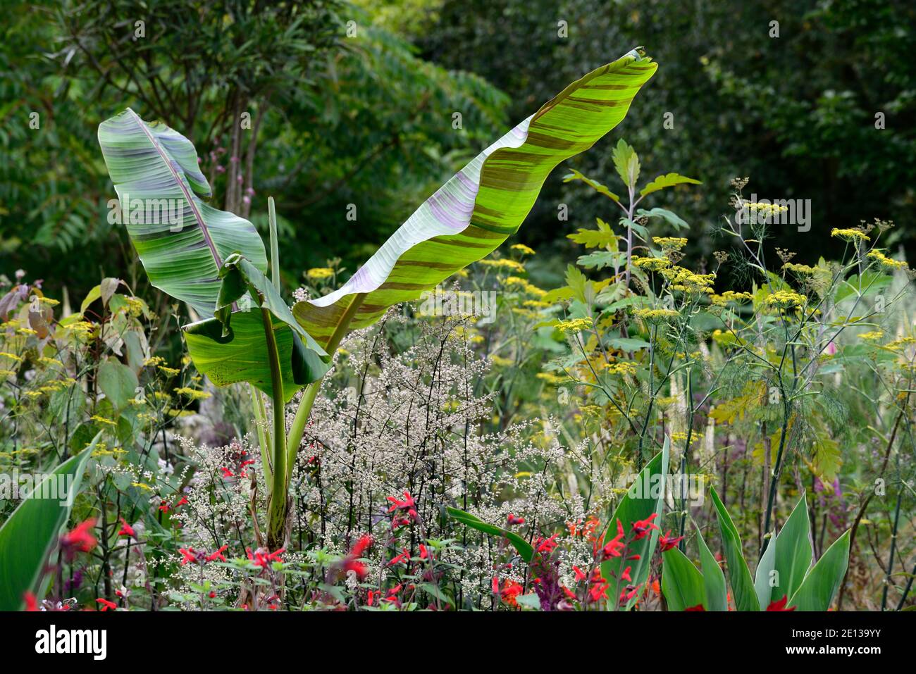 Musa sikimensis Bengala Tiger, Bengala Tiger Sikkim Banana, tropicale, esotico, letto, confine, Artemisia lactiflora Guizhou, foeniculum vulgare purpurea, salvia f Foto Stock