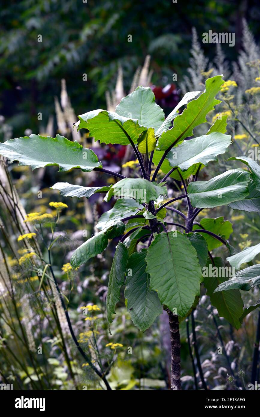 Telanthophora grandifolia, albero del groundsel, foglie, fogliame, pollard, pollared, coppide, coppiced, albero, alberi, arbusto, arbusti, RM Floral Foto Stock