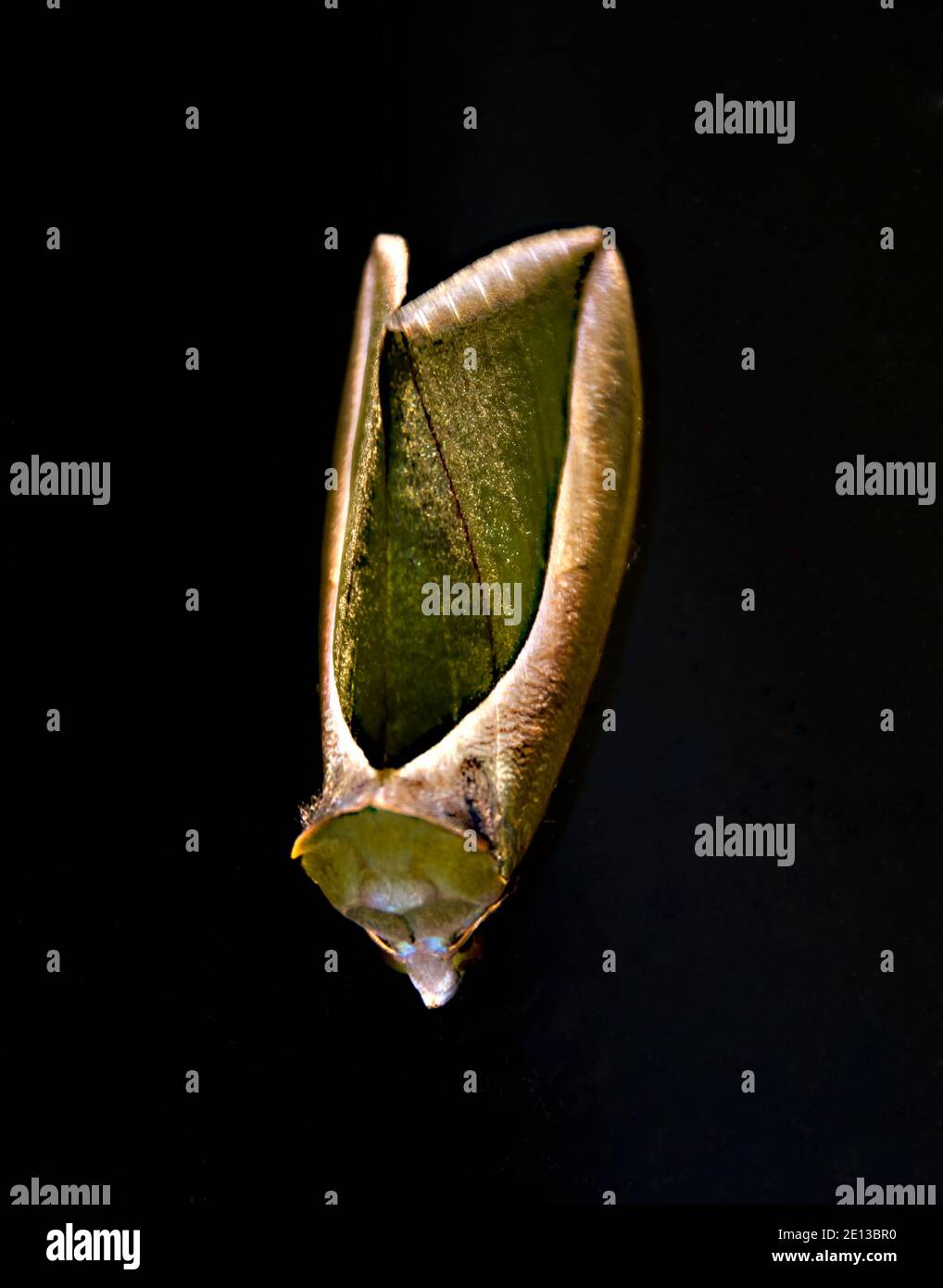 Falena verde (Eudocima salaminia), una specie invasiva in Australia. Ali verdi e marroni arricciate su sfondo nero. Foto Stock