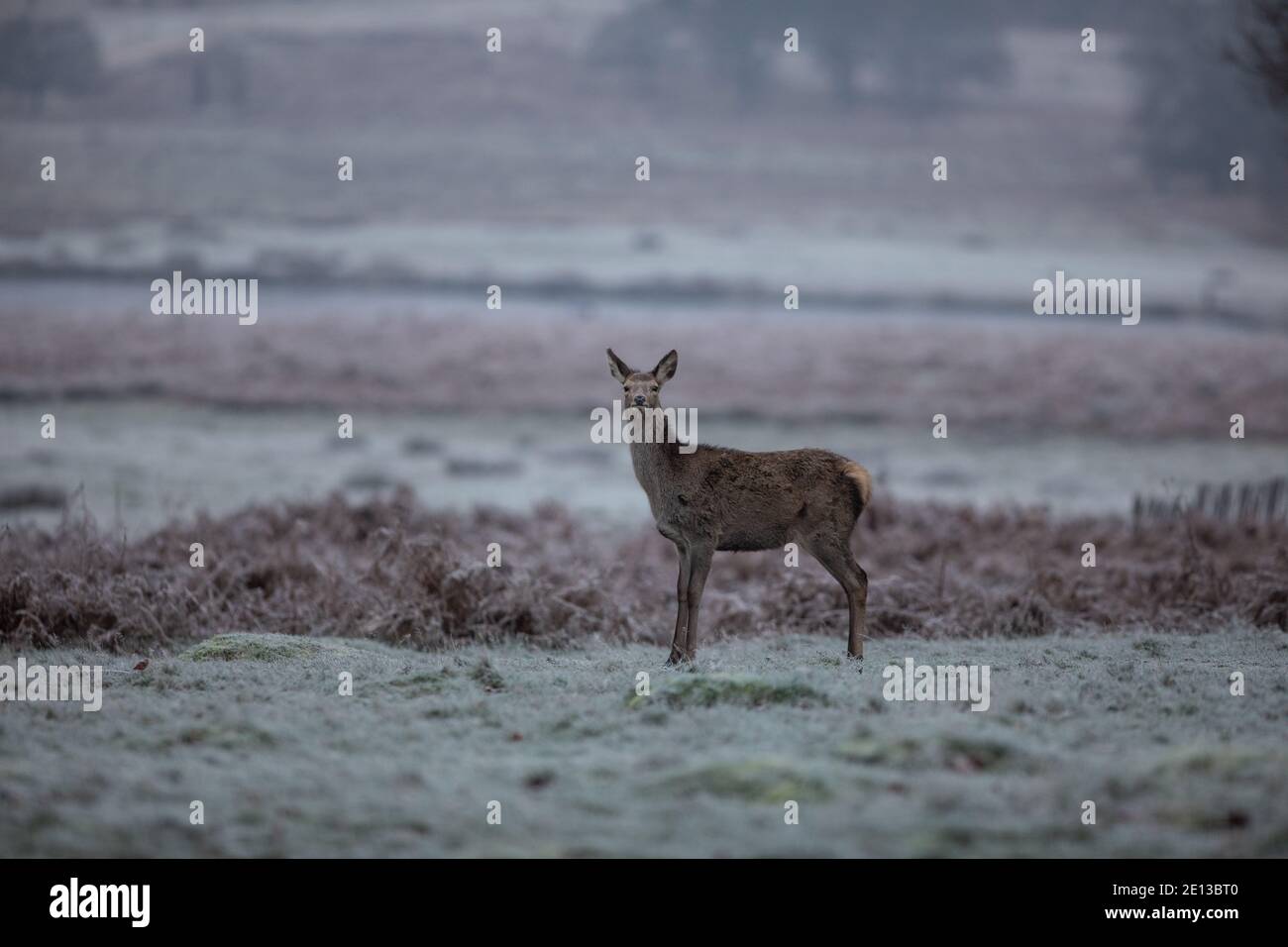 Cervi tra le praterie coperte di gelo a Richmond Park in una fredda mattina di dicembre, London Borough of Richmond upon Thames, Inghilterra, Regno Unito Foto Stock