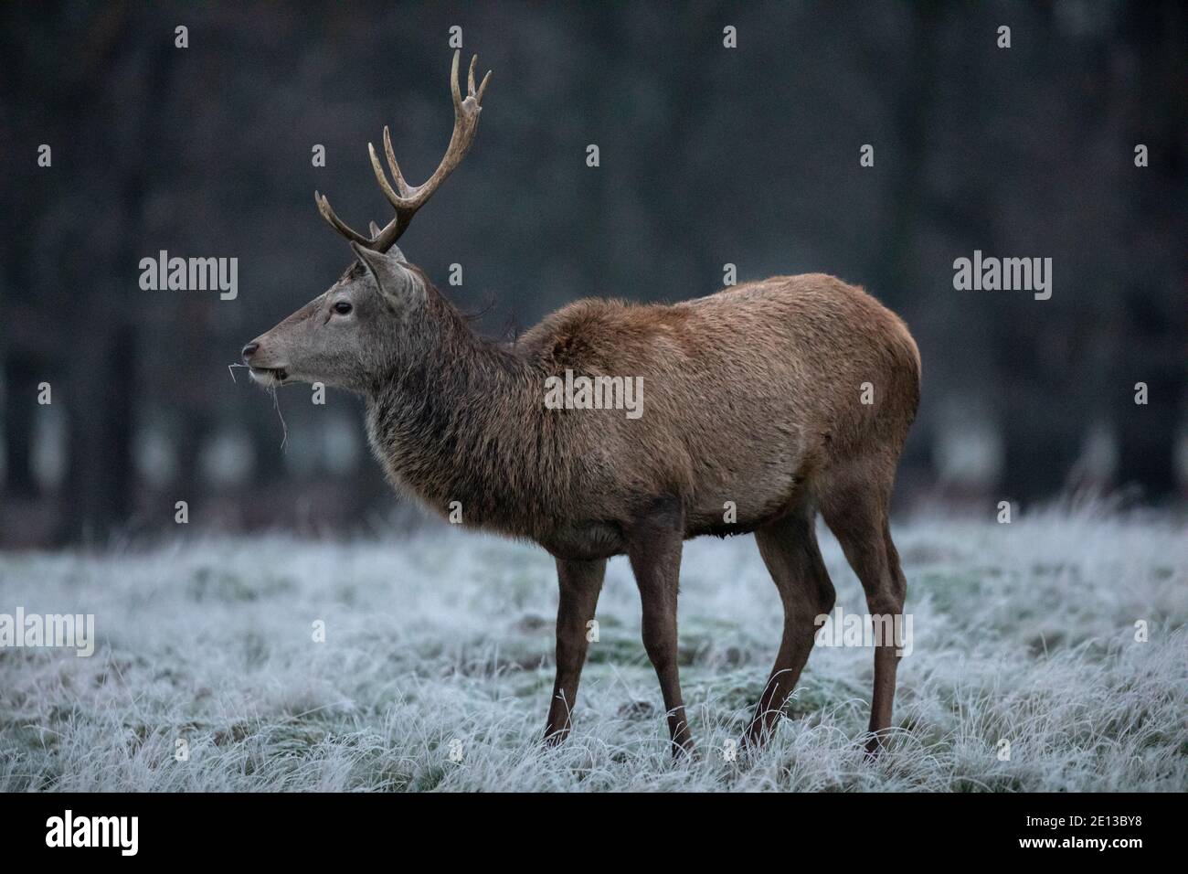 Cervi tra le praterie coperte di gelo a Richmond Park in una fredda mattina di dicembre, London Borough of Richmond upon Thames, Inghilterra, Regno Unito Foto Stock
