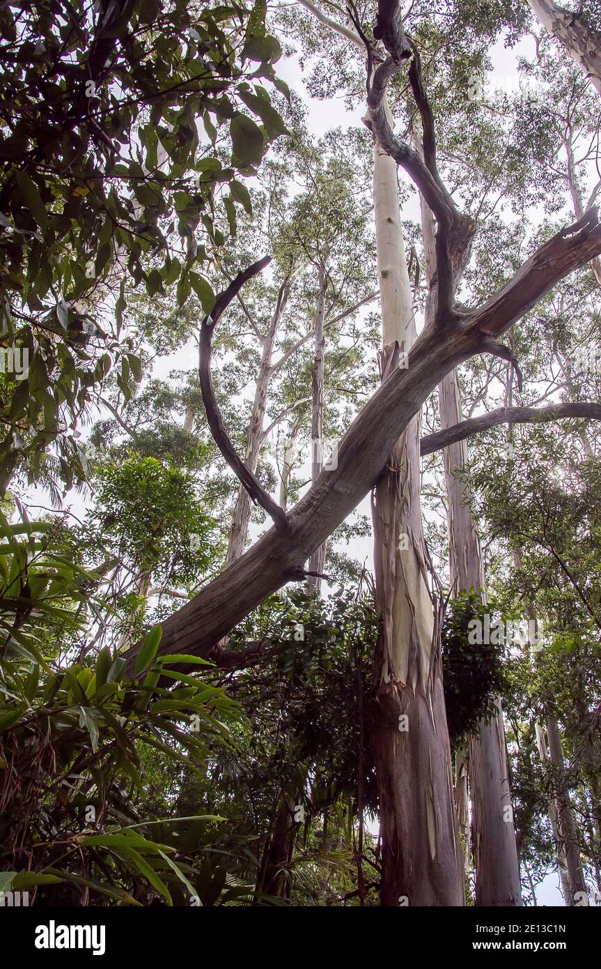 Albero di eucalipo caduto nella foresta pluviale tropicale suninosa sul monte Tamborine, Australia. Misty, tempo umido. Foto Stock