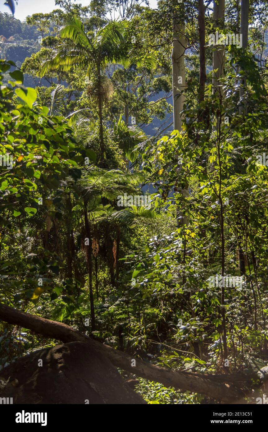 Green Lowland foresta pluviale subtropicale su Tamborine Mountain, Queensland, Australia. Habitat naturale essenziale. Foto Stock