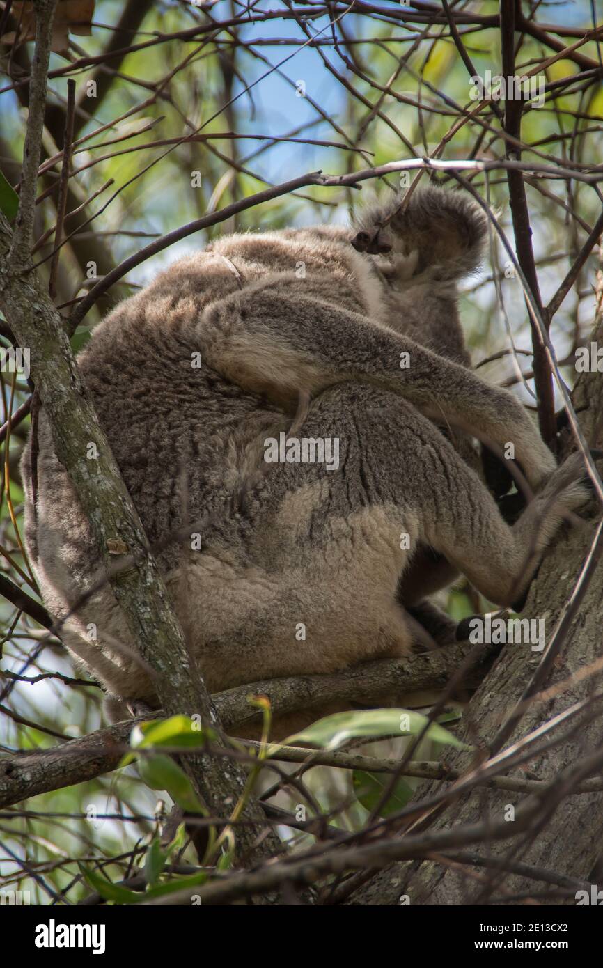Tazza Koala Sull'albero: La Tua Tazza Personalizzata Per Sogni D'oro E Colazioni Speciali!