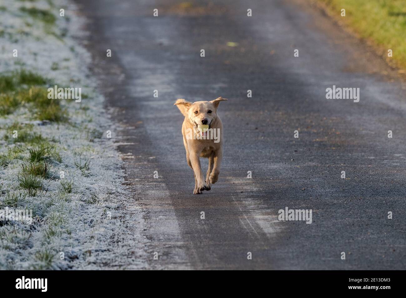 Cane Labrador con una palla in bocca che viene esercitato. Foto Stock
