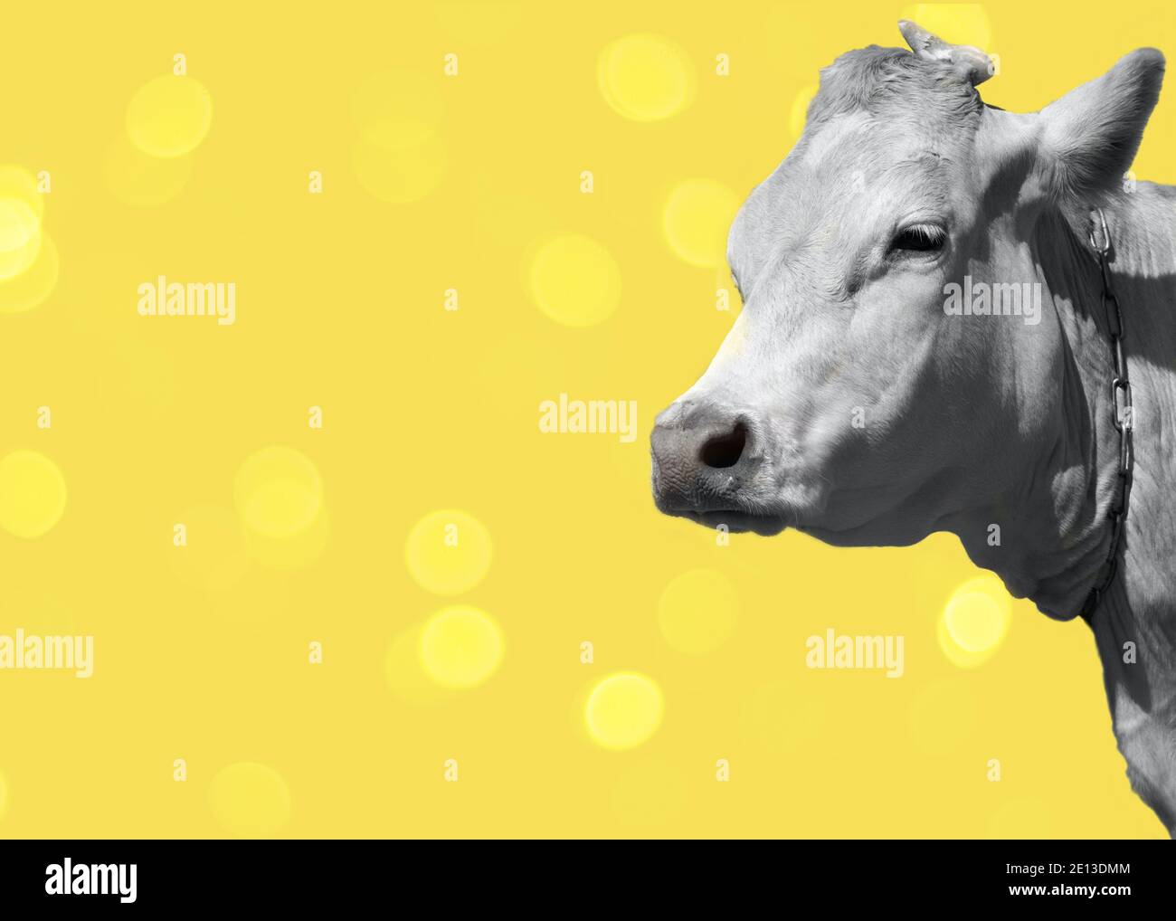 Mucca color crema isolata su sfondo blu con spazio di copia. Il simbolo del nuovo anno del calendario cinese. 2021 Foto Stock