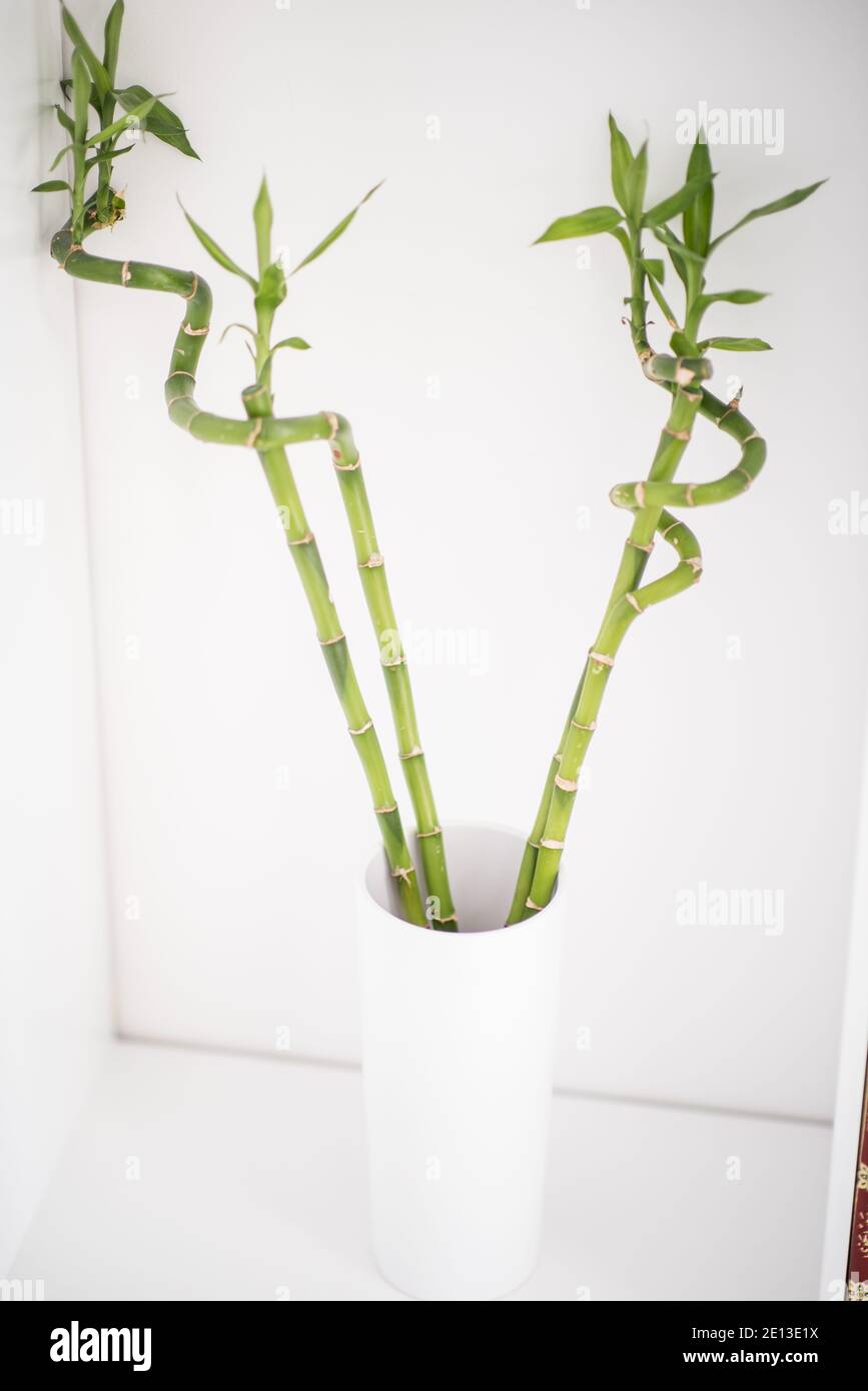Bambù a casa mia Foto Stock