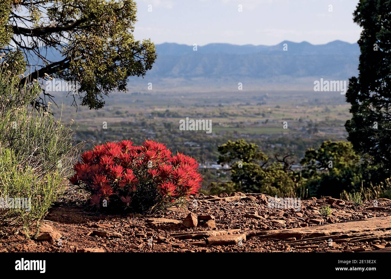 Desert Indian Paintbrush Castilleja Angustifolia Foto Stock