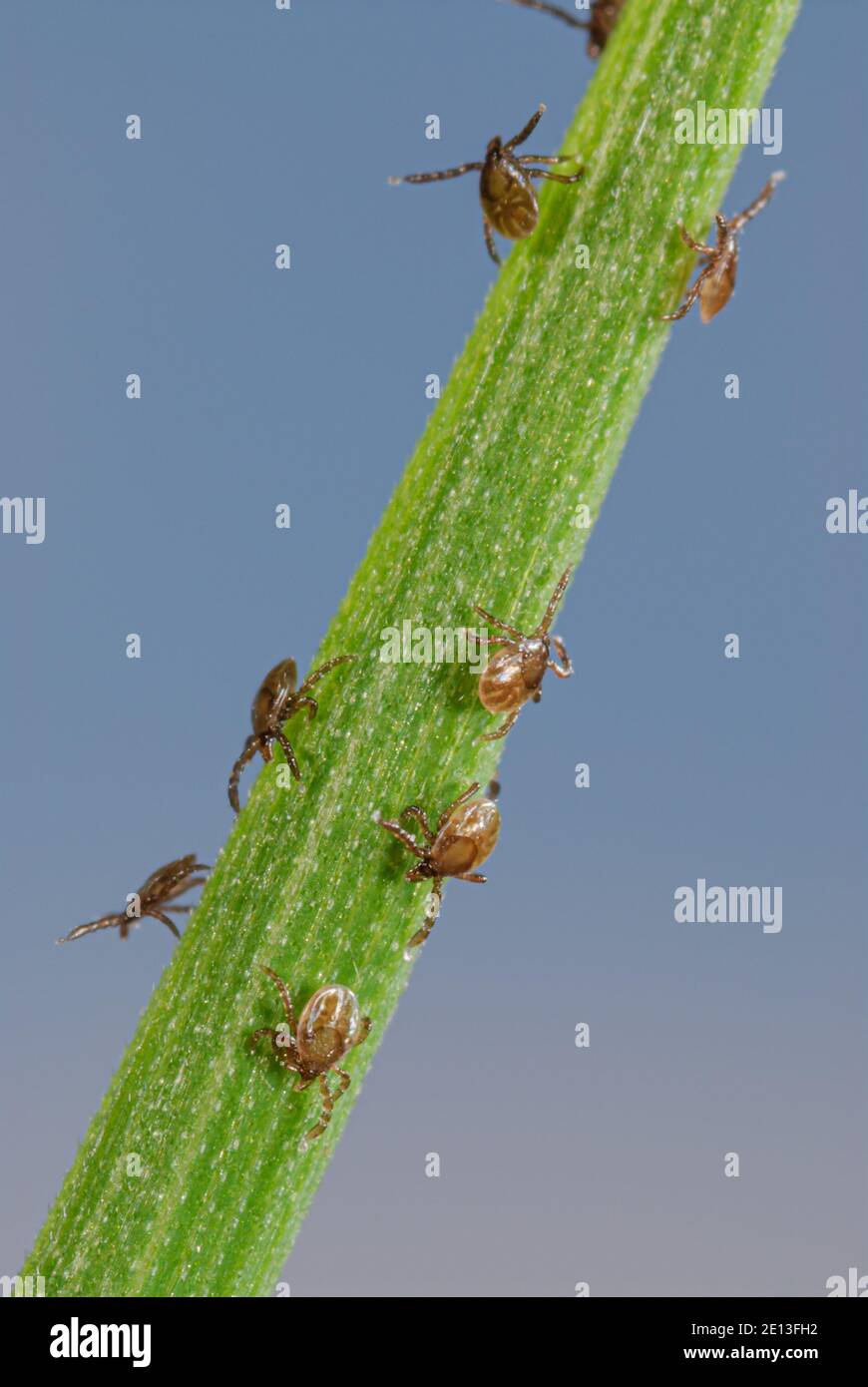 Larve di zecca sull'erba, Zeckenlarven klettern nach Schlupf auf Grashalm, Larven des Gemeinen Holzbocks suchen Opfer für erste Blutmahlzeit Foto Stock