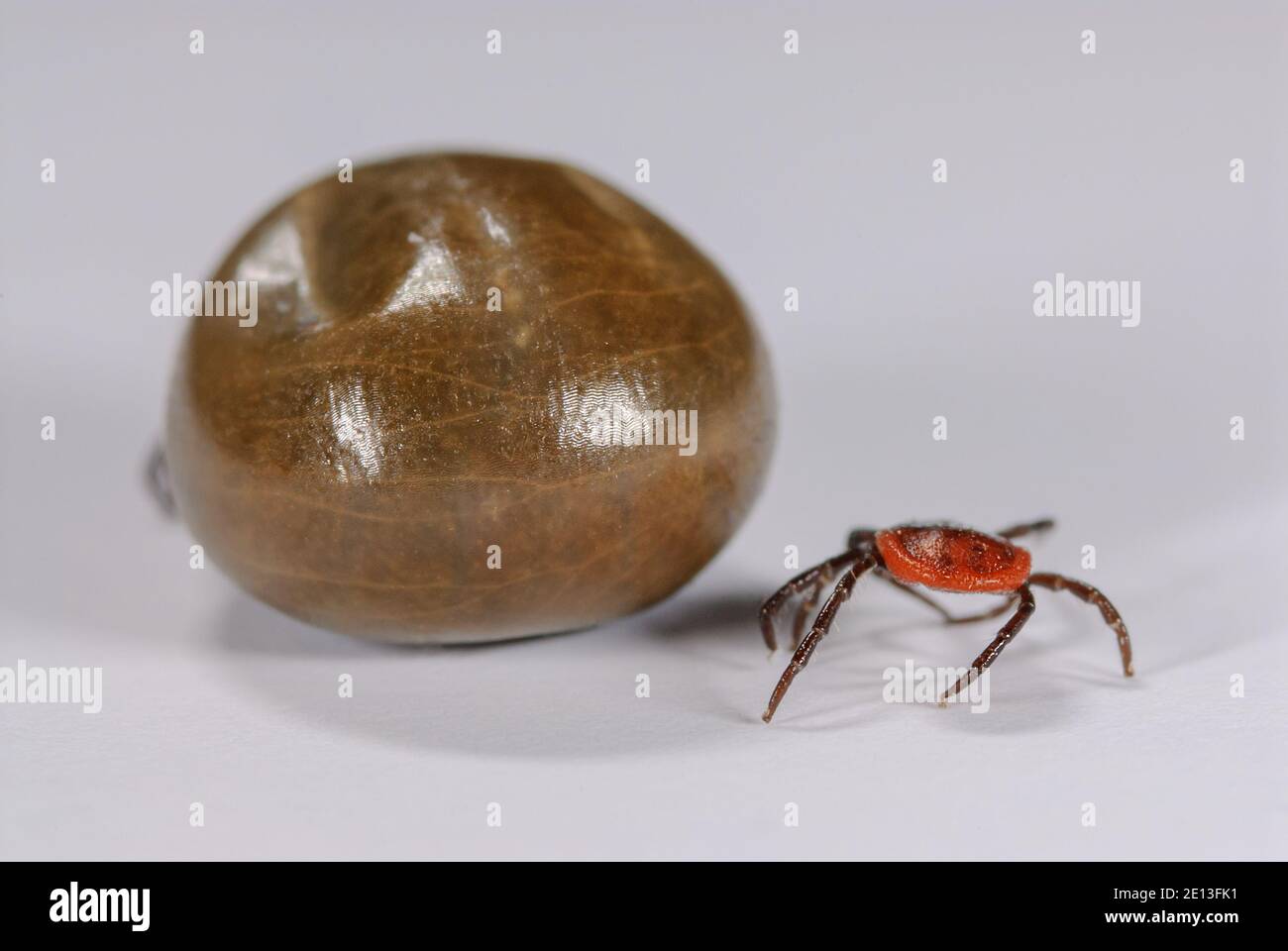 Zecche prima e dopo pasto di sangue Foto Stock
