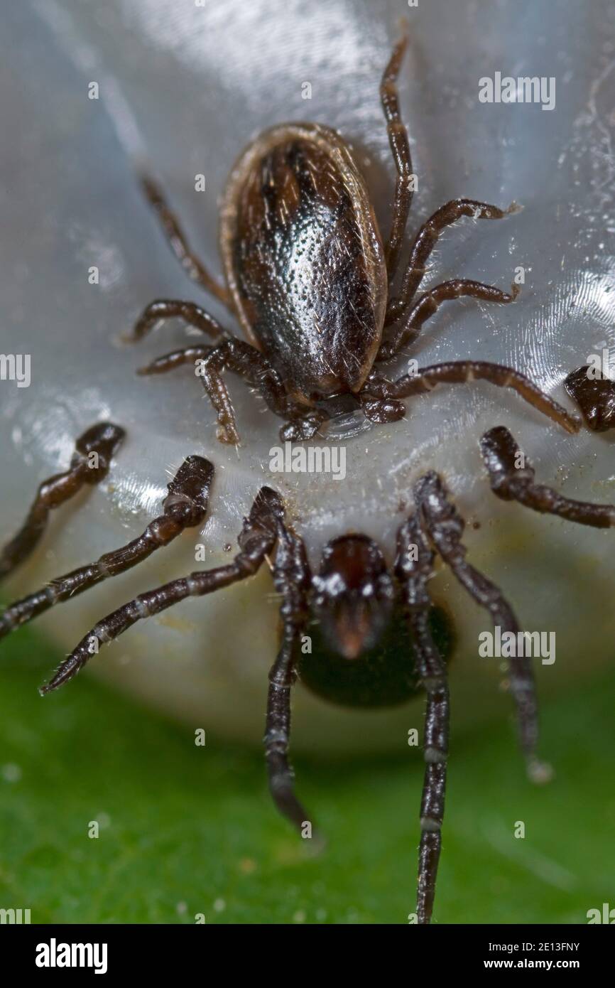 Accoppiamento dei segni di spunta Foto Stock