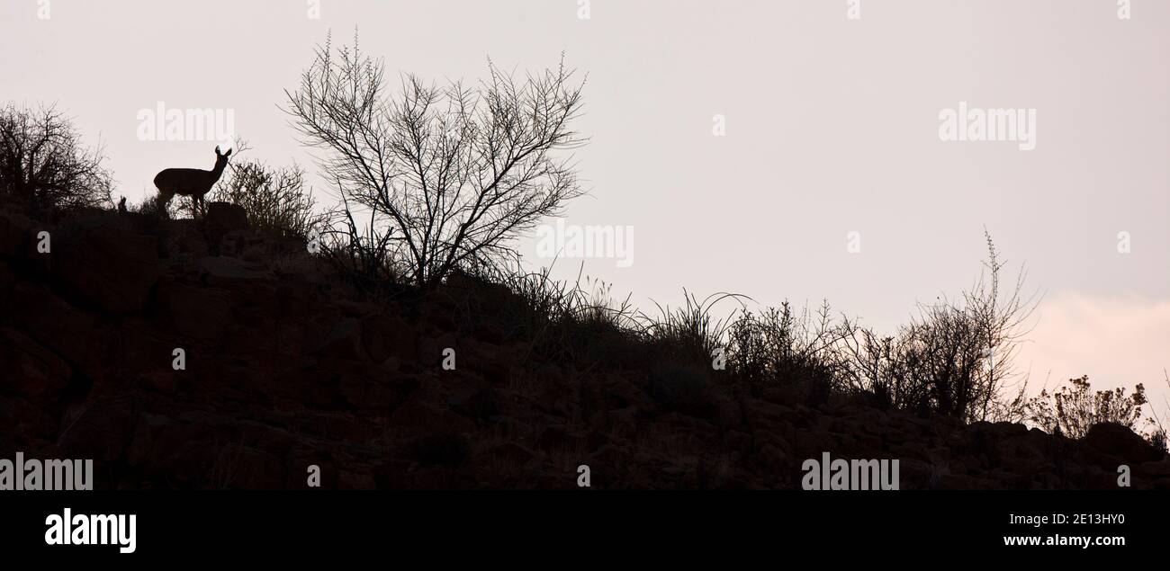 africa-namibia-naukluft-namib-desierto-fauna-saltarrocas-klipspringer