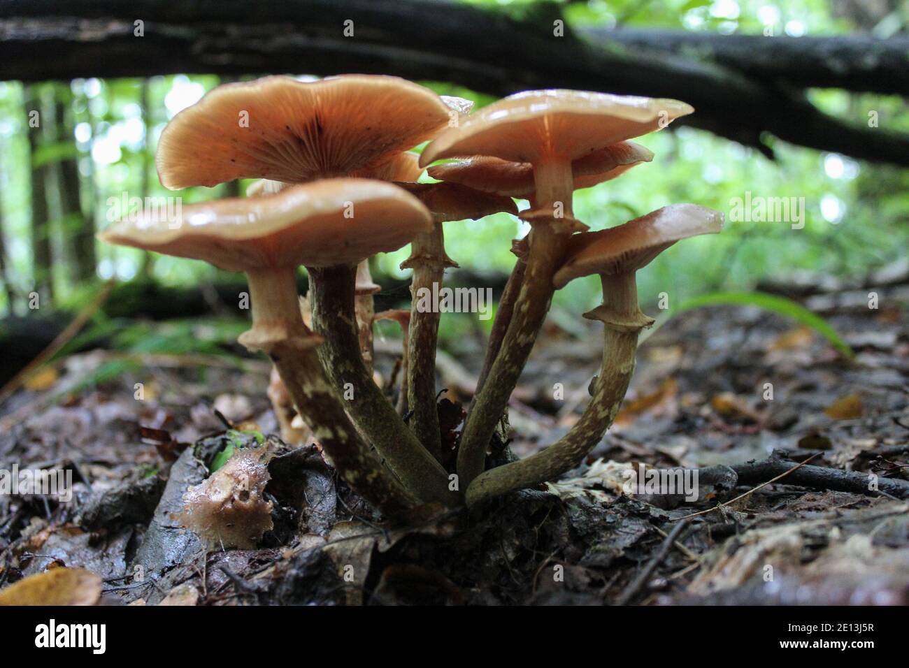 Una famiglia di agarici miele in una foresta selvaggia tra foglie cadute Foto Stock
