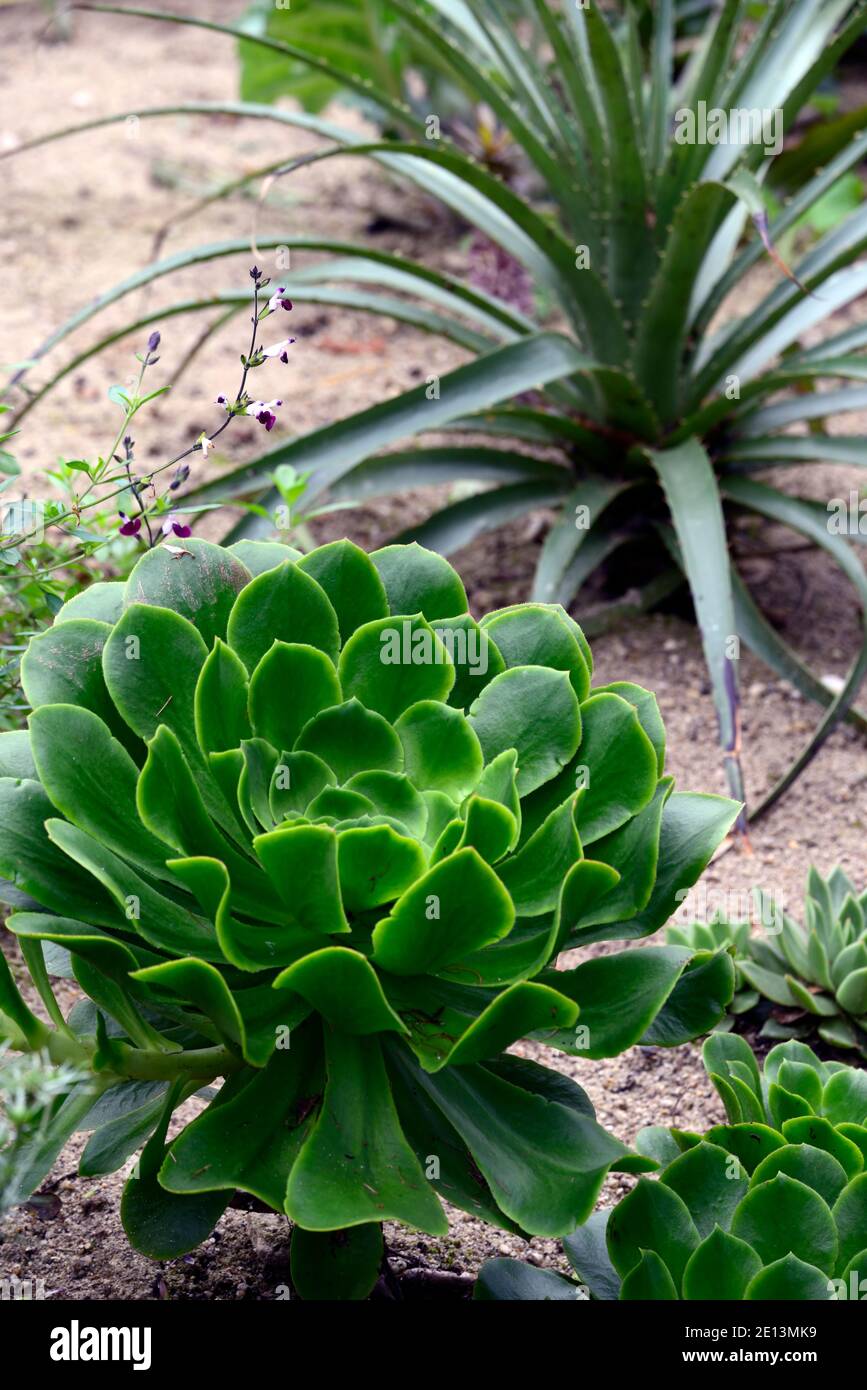 aeonium verde dea, foglie verde menta, foglie carnose, rosette, succulente, succulenti, RM Floral Foto Stock