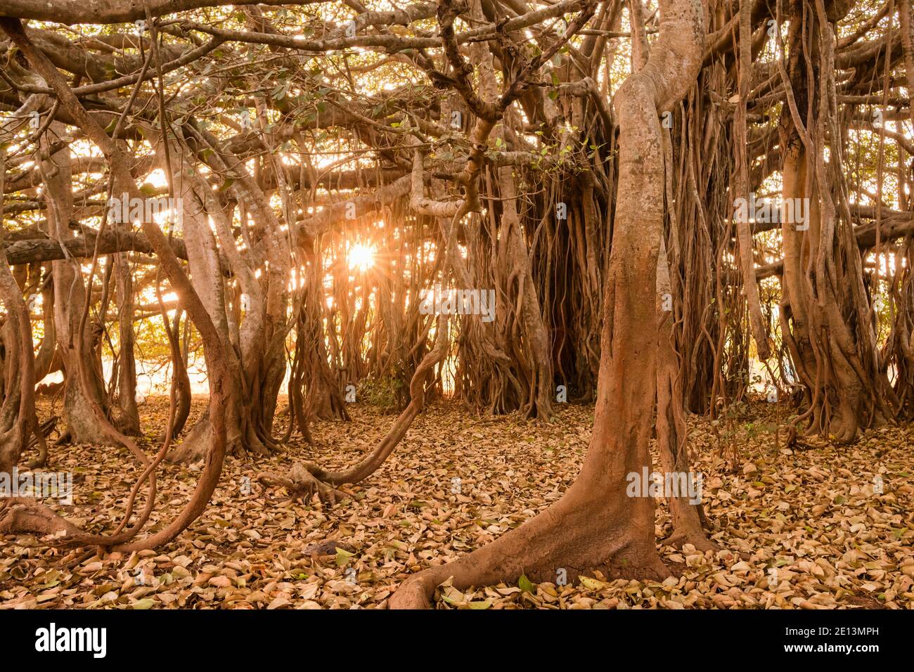 Incredibile albero di Banyan alla luce del sole del mattino Foto Stock