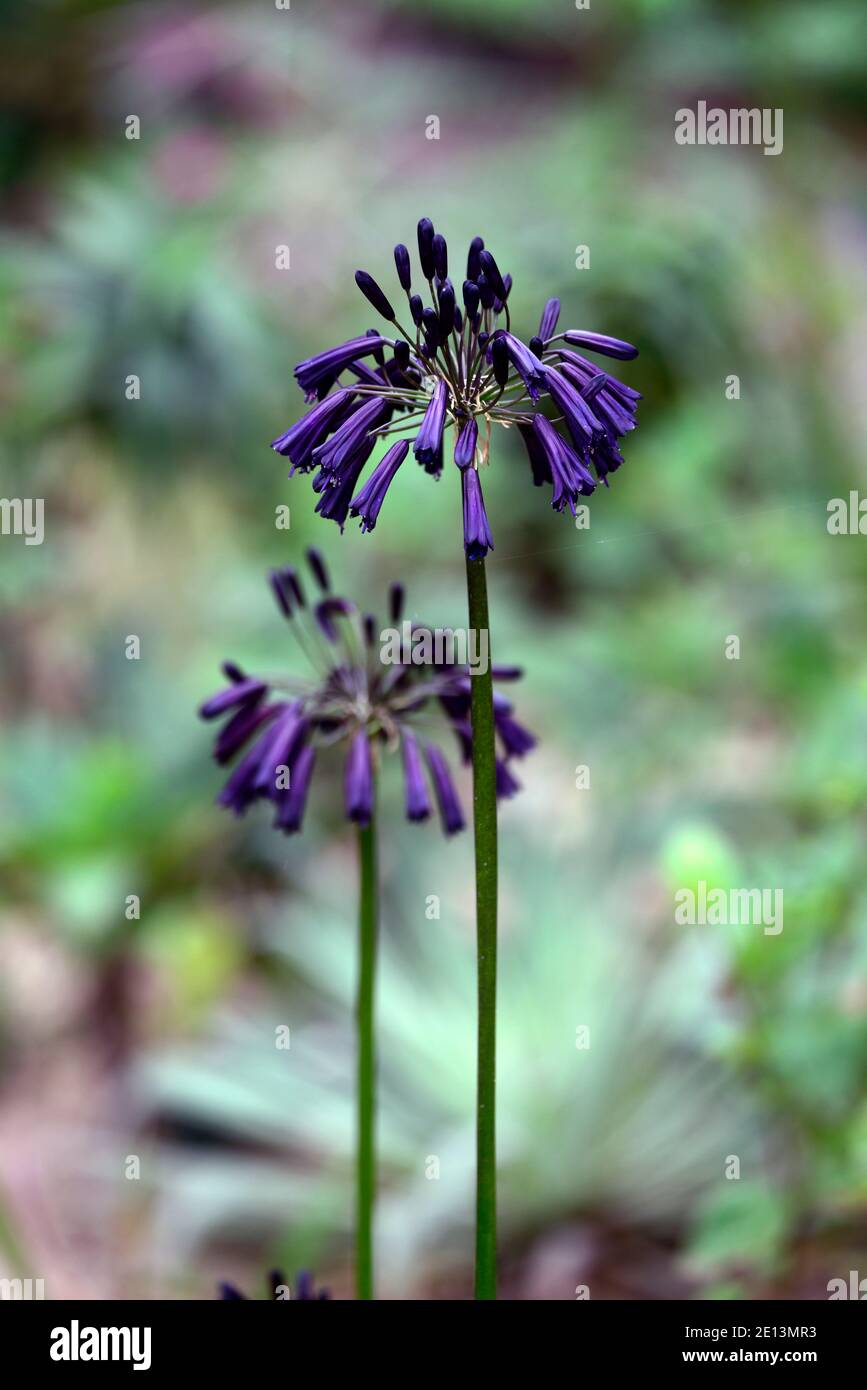 Agapanthus inapertus Black Magic,fiori di indaco scuro,fiori quasi neri,fiore,fioritura,fiori molto scuri,RM Floreale Foto Stock