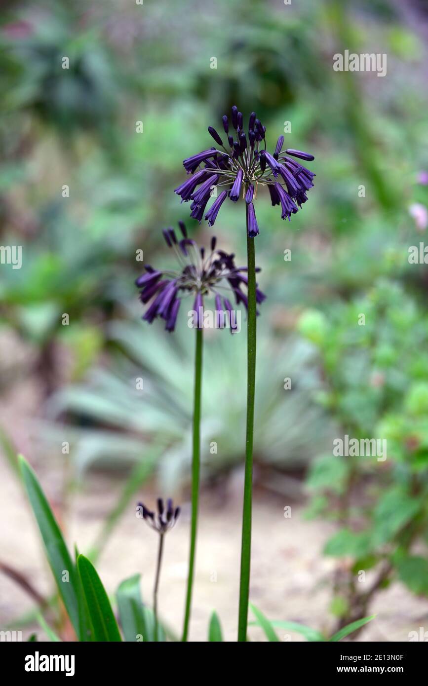 Agapanthus inapertus Black Magic,fiori di indaco scuro,fiori quasi neri,fiore,fioritura,fiori molto scuri,RM Floreale Foto Stock