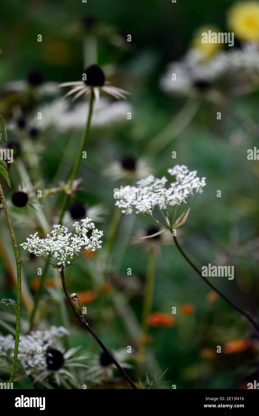 Angelica sinensis Dang Quai, viola, foglie, fogliame, bianco, fiori, prezzemolo di mucca, fiore, fioritura, perenne, parsleys, eryngium guateralense in backgrou Foto Stock