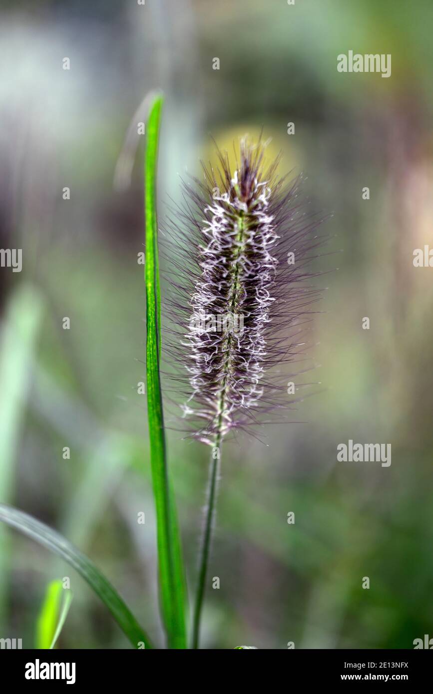 Pennisetum alopecuroides Red Head, Fontana Erba, erba ornamentale, erbe, testa rossa Fontana Erba, spazzolina in bottiglia rosso-colore Plumes, plume, RM Floral Foto Stock