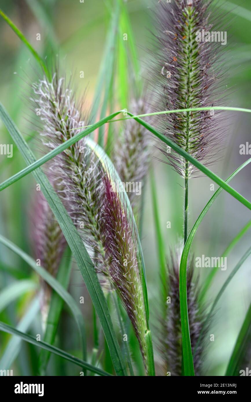 Pennisetum alopecuroides Red Head, Fontana Erba, erba ornamentale, erbe, testa rossa Fontana Erba, spazzolina in bottiglia rosso-colore Plumes, plume, RM Floral Foto Stock