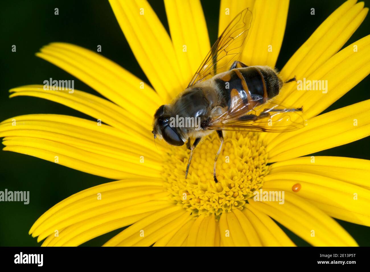 Große Bienenschwebfliege, Bienen-Schwebfliege, Mistbiene, Schlammfliege, Scheinbienen-Keilfleckschwebfliege, Weibchen, Eristalis tenax, drone fly, dro Foto Stock