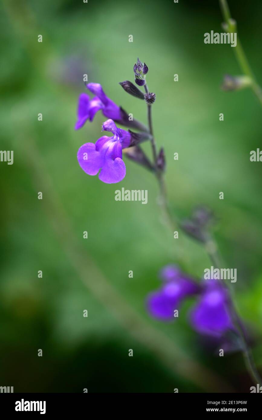 Salvia x jamensis Javier,Salvias,salvia,fiori viola,fiore viola,fiore,fioritura,RM floreale Foto Stock