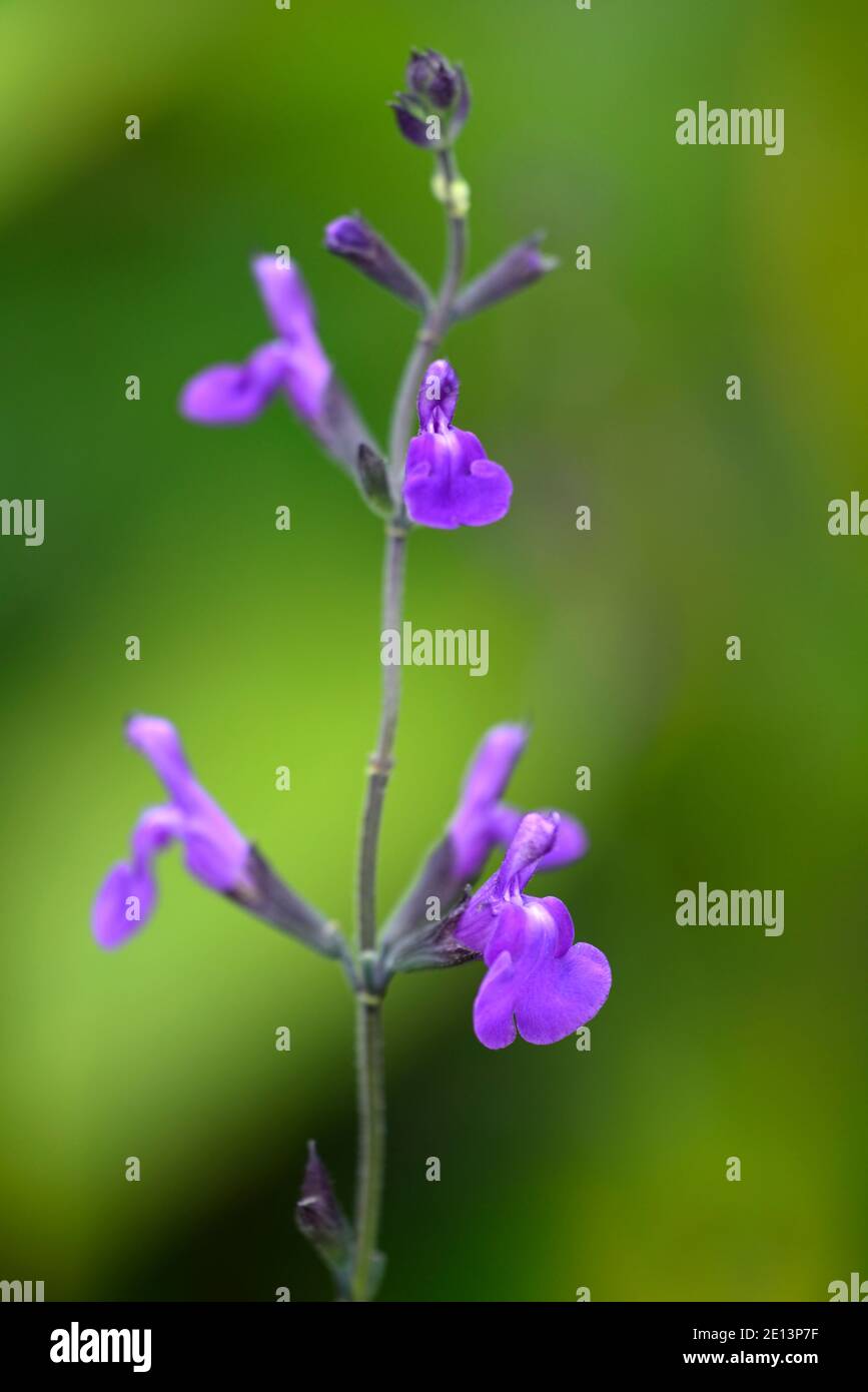 Salvia x jamensis Javier,Salvias,salvia,fiori viola,fiore viola,fiore,fioritura,RM floreale Foto Stock