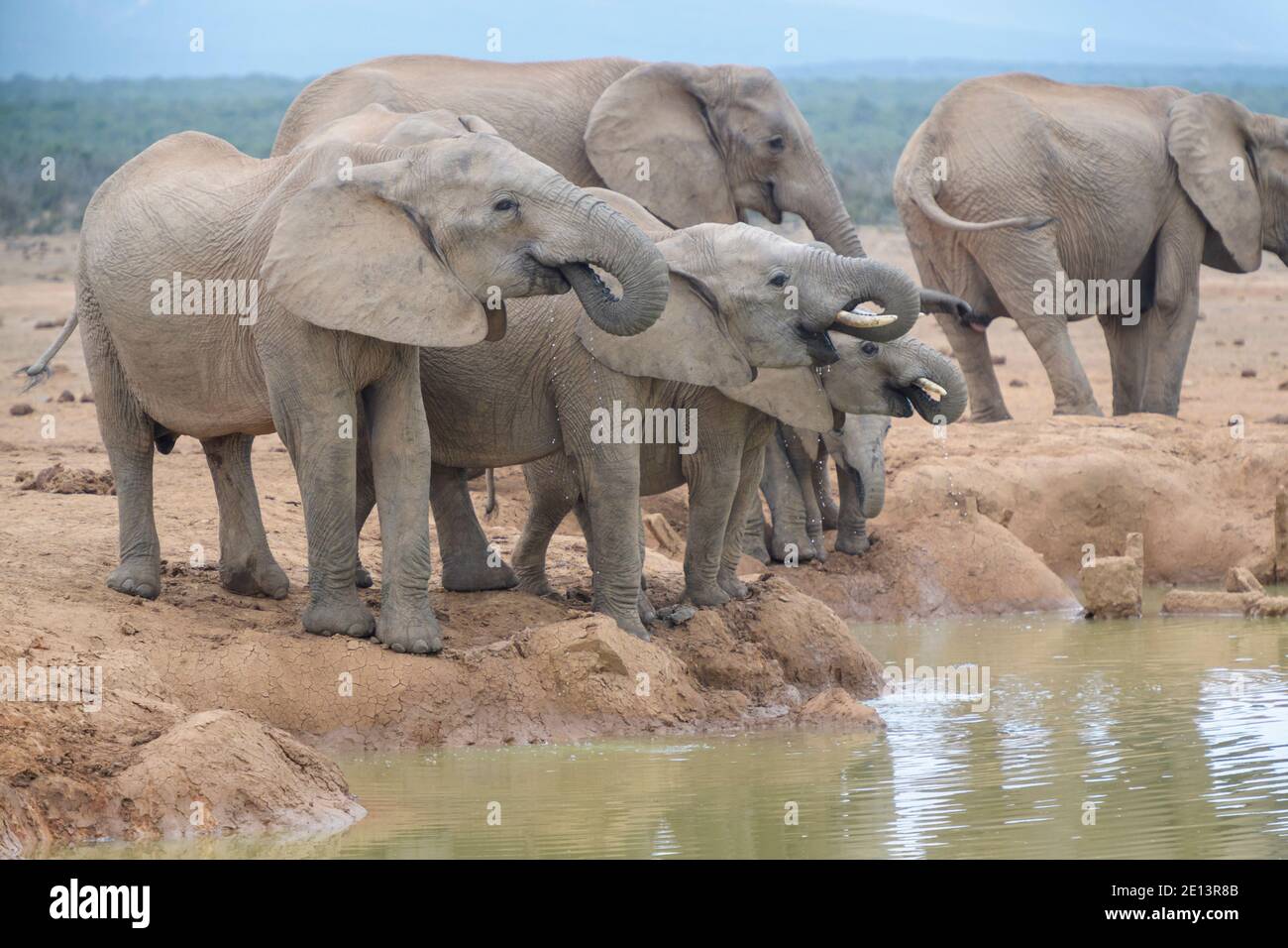 Elefante africano (Loxodonta africana) mandria con giovani vitelli che bevono presso il bacino d'acqua, Addo Elephant National Park, Capo orientale, Sud Africa. Foto Stock