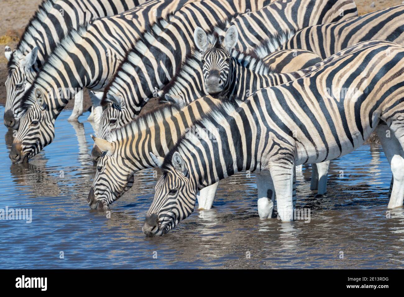 Pianure Zebra (Equus quagga) mandria che beve in un buco d'acqua, foal guardando la macchina fotografica, Etosha parco nazionale, Namibia. Foto Stock