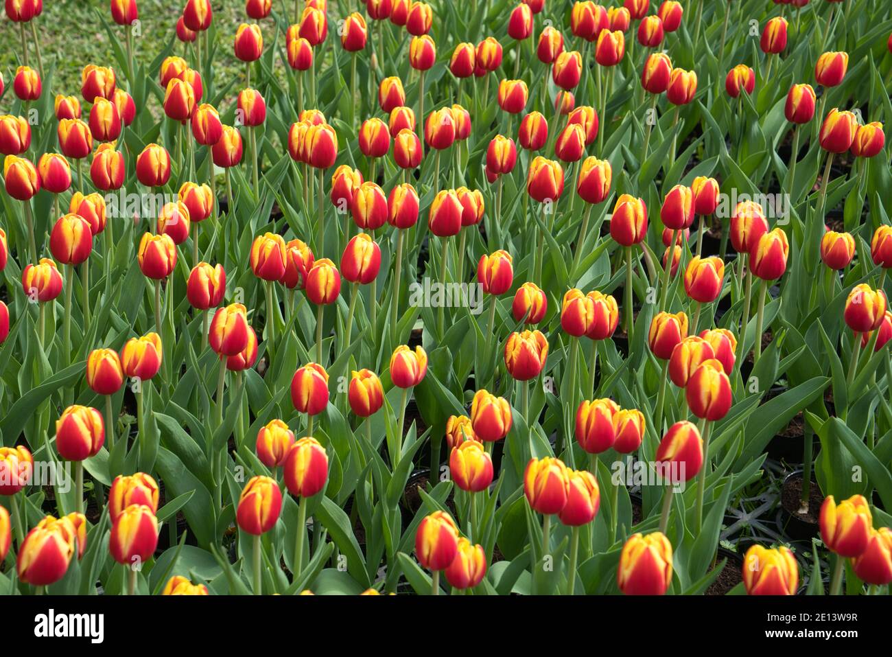 La principessa di tulipano Irene (tulipano trionfale) è pronta a fiorire. Tulipani nel germoglio. La residenza ufficiale di Shilin a Taipei, Taiwan. Marzo 2020. Foto Stock