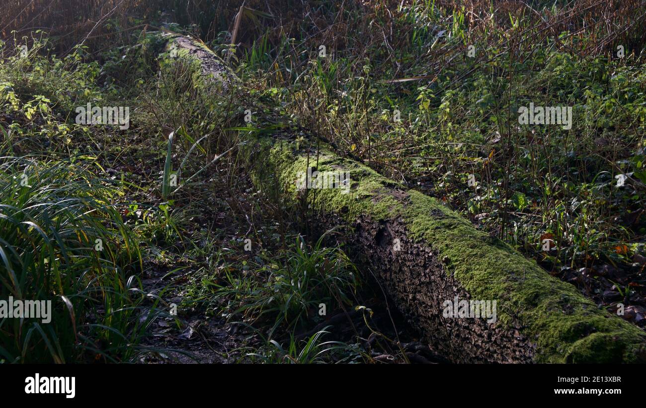 Scena di Woodland che mostra muschio coperto tronco di albero che giace in sottobosco Foto Stock