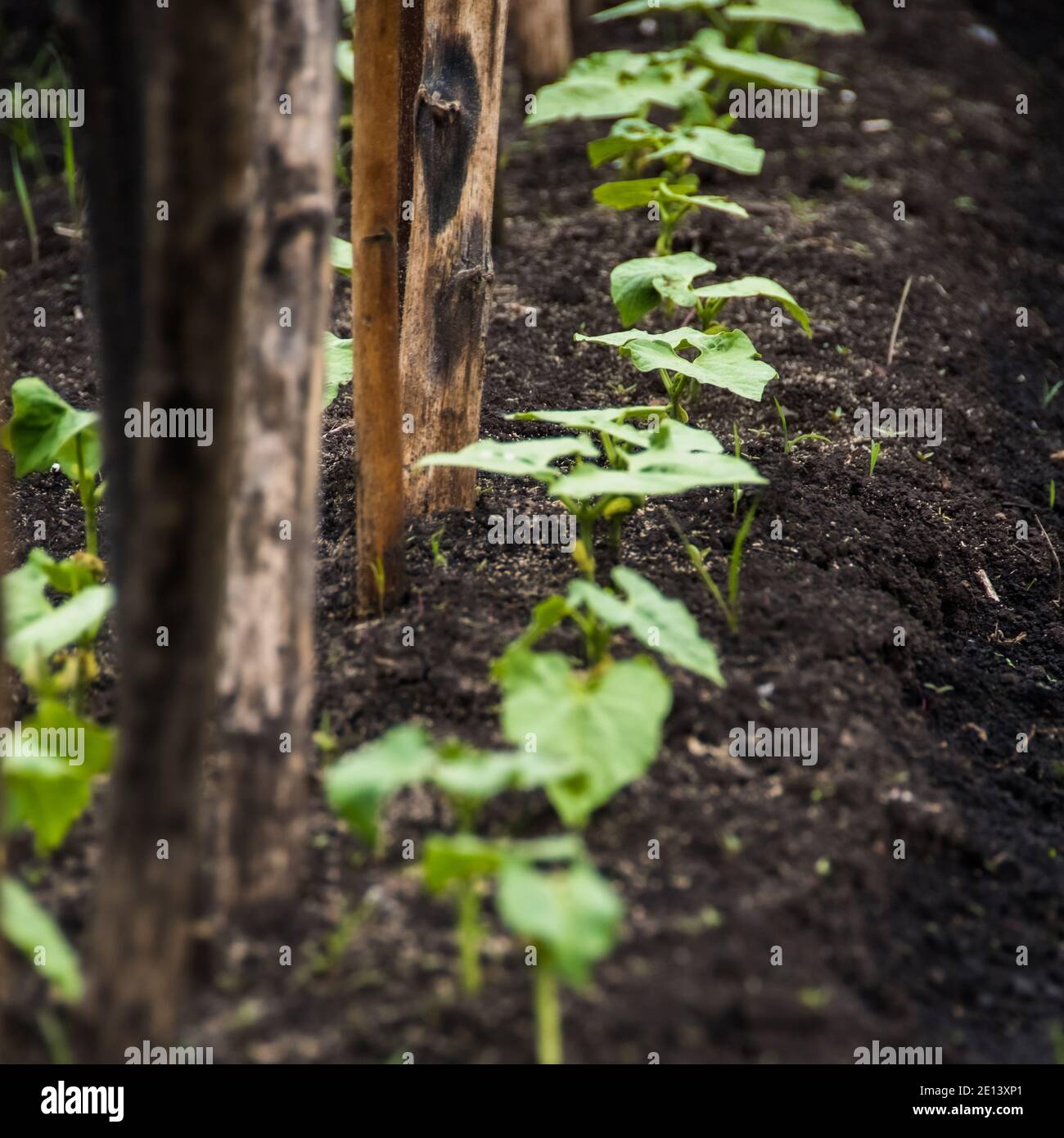 Fila di germogli di fagioli giovani cresce a letto in primavera giardino Foto Stock