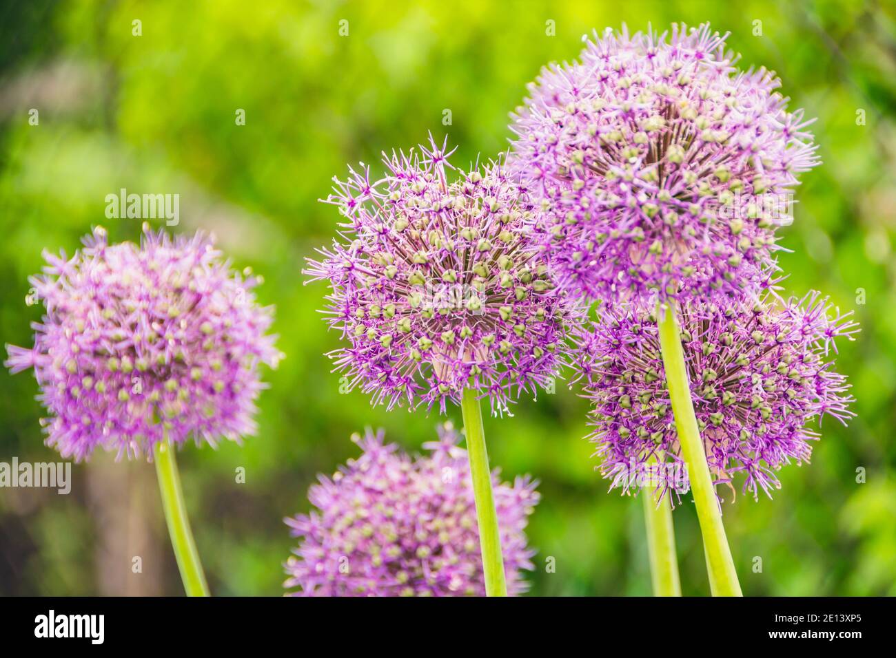 Cipolla viola selvatica fiorisce in verde valle Foto Stock