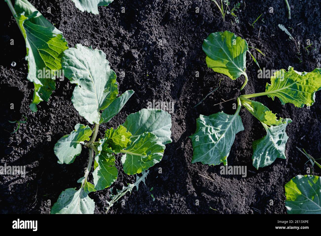 Giovani germogli di cavolo verde nel giardino primaverile Foto Stock