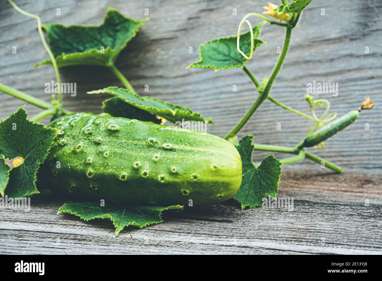 Cetrioli freschi con foglie verdi e fiori su tavola di legno. Agricoltura per cetrioli crescenti. Verdure per preparare insalata fresca. Cibo sano per la Vege Foto Stock