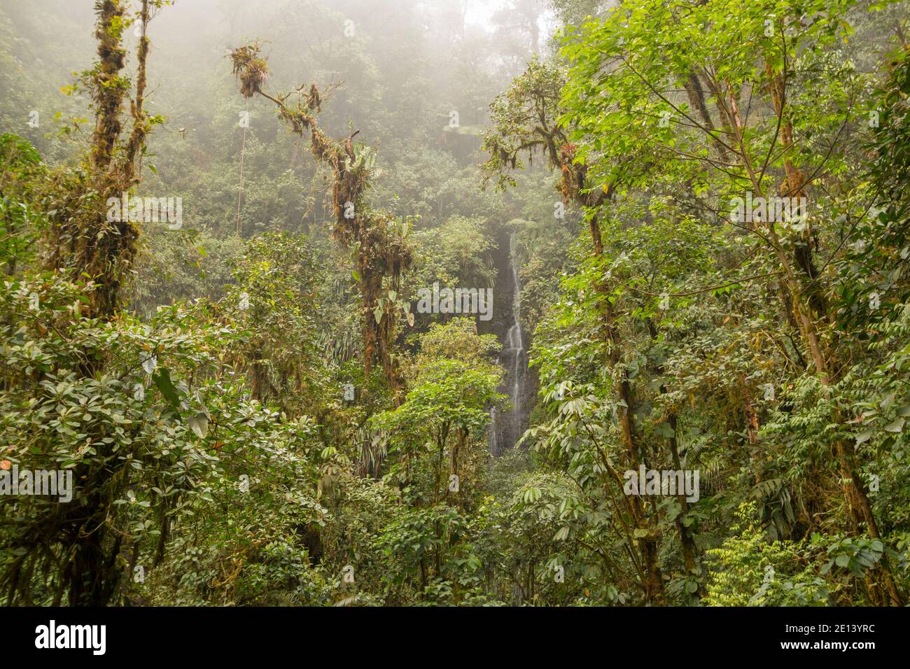 Cascata e epifiti alberi carichi in umido nube nube foresta sulle pendici occidentali delle Ande vicino a Mindo, Ecuador. Foto Stock