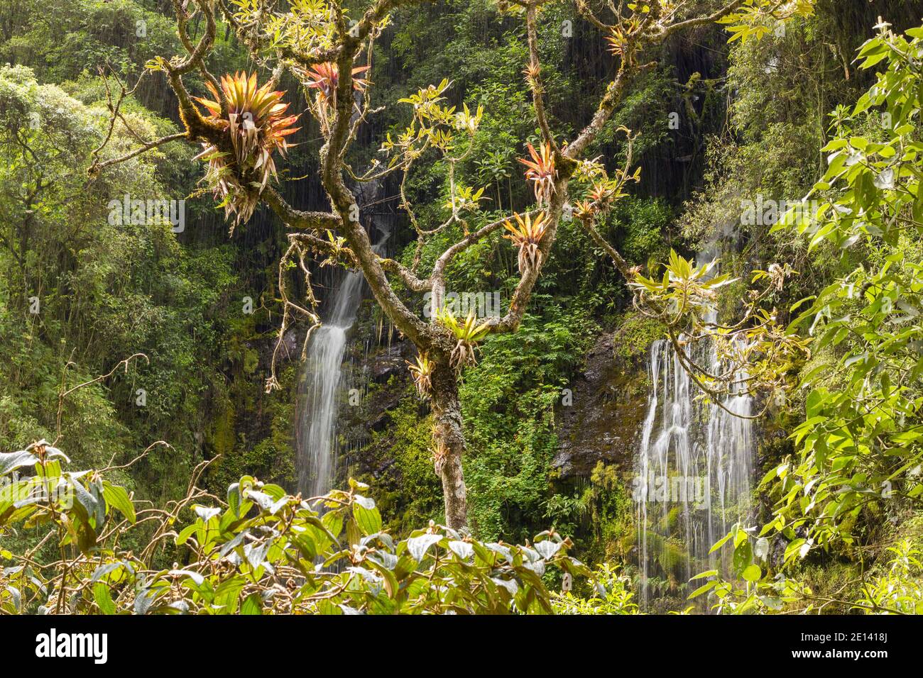 Bromeliadi che crescono su un albero della foresta nuvolosa con una cascata sullo sfondo. Nella valle del Rio Pita vicino al vulcano Cotopaxi, Ecuador. Foto Stock
